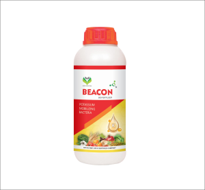 Beacon 